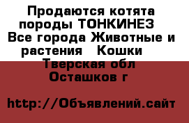 Продаются котята породы ТОНКИНЕЗ - Все города Животные и растения » Кошки   . Тверская обл.,Осташков г.